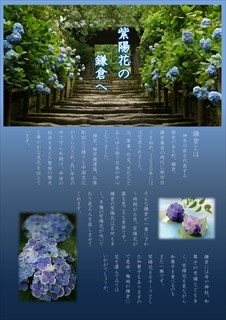 紫陽花の鎌倉